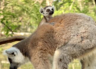 В зоопарке Кхао Кхео рады приветствовать очаровательного детеныша кольцехвостого лемура в рамках мероприятий, посвященных китайскому Новому году и Дню святого Валентина, организованных компанией LOVE & HENG.