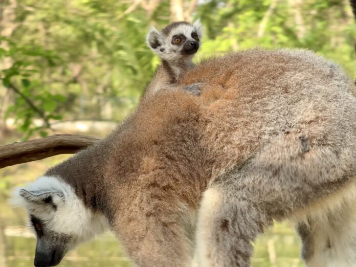 Открытый зоопарк Кхао Кео приветствует очаровательного младенца кольцехвостого лемура для празднования Китайского Нового Года и Дня Святого Валентина с мероприятиями LOVE & HENG