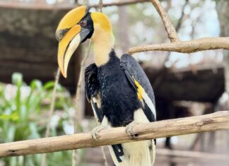 Зоопарк Khao Kheow Open Zoo в партнерстве с компанией Bangchak Sriracha проводит мероприятие, посвященное Дню любви к птицам-носорогам, и жертвует 100 000 бат на проект по сохранению биоразнообразия.