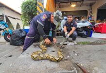 Спасательная команда освободила 3-метрового питона, застрявшего в водосточной трубе возле ресторана Hot Pot в районе Паттайи.