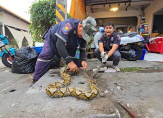 Спасательная команда освободила 3-метрового питона, застрявшего в водосточной трубе возле ресторана Hot Pot в районе Паттайи.