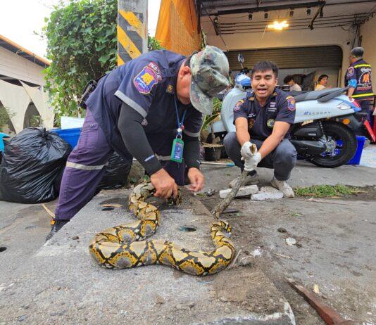 Reddingsteam bevrijdt 3 meter lange python die vastzat in een afvoerbuis buiten een hotpotrestaurant in de buurt van Pattaya.