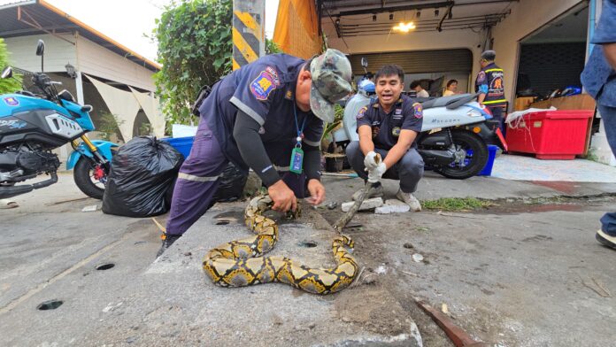 Спасательная команда освободила 3-метрового питона, застрявшего в дренажной трубе у ресторана в районе Паттайи