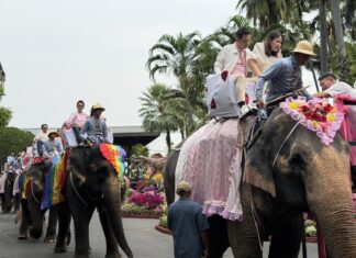 В садах Нонг Нуч в Паттайе День святого Валентина отмечают по-своему: здесь есть слоны и проводятся регистрации браков.