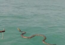 Сетчатый питон был спасен из моря в Паттайе добрым капитаном лодки.