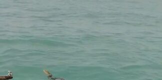 Сетчатый питон был спасен из моря в Паттайе добрым капитаном лодки.