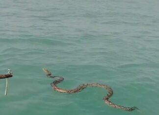 Сетчатый питон был спасен из моря в Паттайе добрым капитаном лодки.