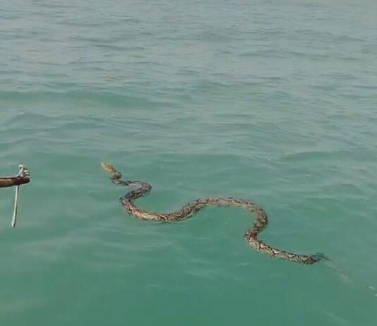 Сетчатый питон был спасен из моря в Паттайе добрым капитаном лодки.