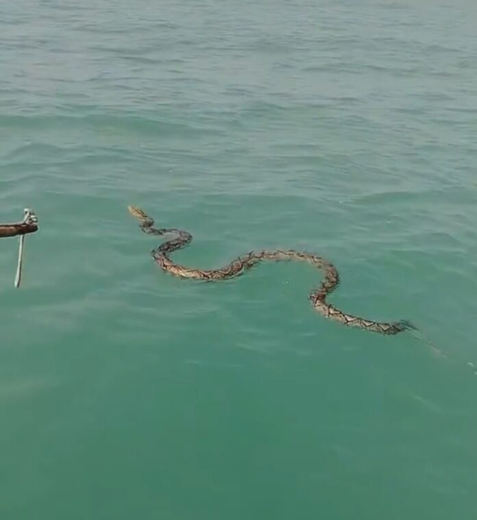 Сетчатый питон спасен из моря в Паттайе добрым капитаном лодки