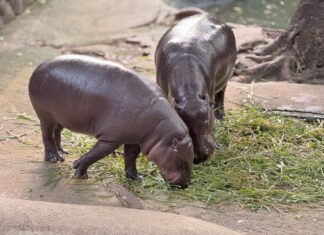 В зоопарке Кхао Кхео планируется строительство нового вольера для бегемотов Му Денга и других животных, а также рассматриваются недавние критические замечания по поводу существующего вольера.