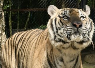 Dood van tijgers in Chiang Mai in verband gebracht met ziekte, geen risico voor mensen