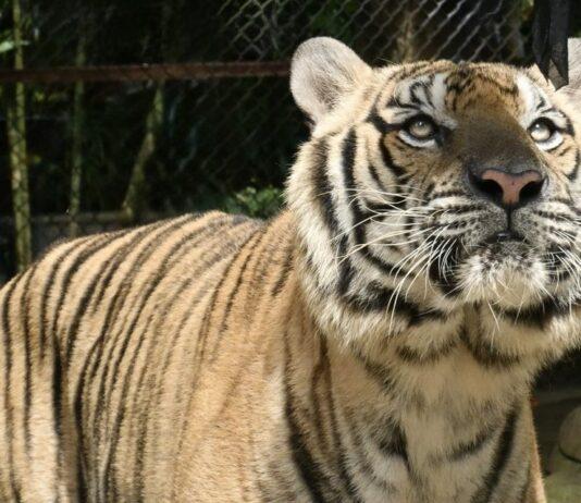 Tigerdödsfall i Chiang Mai kopplade till sjukdom, ingen risk för människor