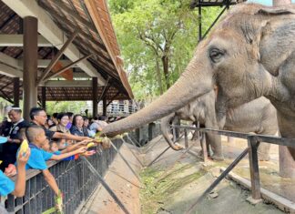 Le zoo ouvert de Khao Kheow célèbre la Journée de l'éléphant thaïlandais 2026 avec un buffet de fruits géant pour les éléphants.