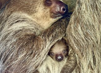Le zoo de Khao Kheow présente un adorable bébé paresseux à deux doigts, « Little Flash », pour le plus grand plaisir des visiteurs pendant les vacances scolaires.