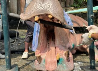 Le directeur du zoo ouvert de Khao Kheow supervise une équipe vétérinaire lors d'une intervention dentaire pour soigner la santé bucco-dentaire du célèbre hippopotame « Phi Pe ».
