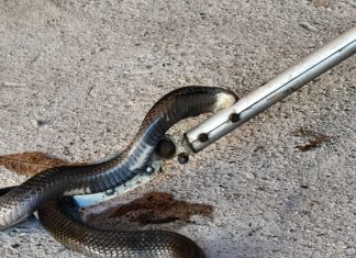 Un propriétaire de Pattaya a failli être mordu par un cobra en cherchant une perceuse dans son débarras.