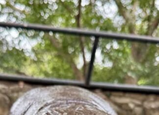 Un Thaïlandais arrêté après être entré illégalement dans l'enclos du célèbre hippopotame nain Moo Deng au zoo ouvert de Khao Kheow, près de Pattaya.