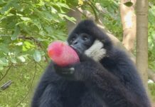 Refreshing Treats for the Whole Park! Khao Kheow Open Zoo Organizes Special Cooling Activities for Animals with Natural Fruit “Sweet Coolers” to Enhance Natural Behaviors