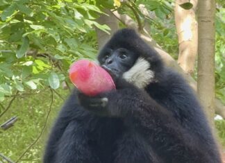 Des friandises rafraîchissantes pour tout le parc ! Le zoo ouvert de Khao Kheow organise des activités rafraîchissantes spéciales pour les animaux avec des « boissons rafraîchissantes sucrées » aux fruits naturels afin de favoriser leurs comportements naturels.