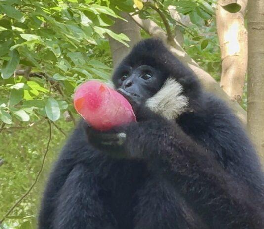 Refreshing Treats for the Whole Park! Khao Kheow Open Zoo Organizes Special Cooling Activities for Animals with Natural Fruit “Sweet Coolers” to Enhance Natural Behaviors
