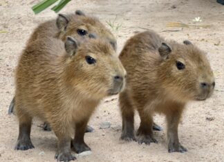 Le zoo ouvert de Khao Kheow accueille trois adorables bébés capybaras à l'approche du festival de Songkran.