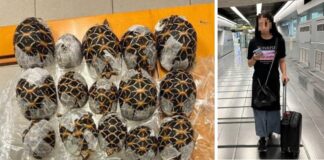 台湾人女性がスワンナプーム空港で、体にテープで貼り付けたインドホシガメ30匹を密輸しようとしたとして逮捕された。