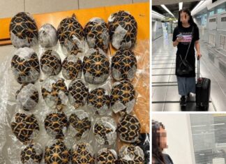 Taiwanese vrouw gearresteerd op de luchthaven Suvarnabhumi voor het smokkelen van 30 Indiase sterrenschildpadden die aan haar lichaam waren vastgeplakt.