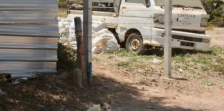 Pattaya Mayor Visits Koh Larn to Address Stray Dog Problem