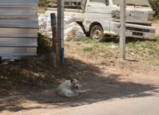 Мэр Паттайи посетил остров Ко Лан для решения проблемы бездомных собак.