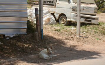 Pattaya Mayor Visits Koh Larn to Address Stray Dog Problem