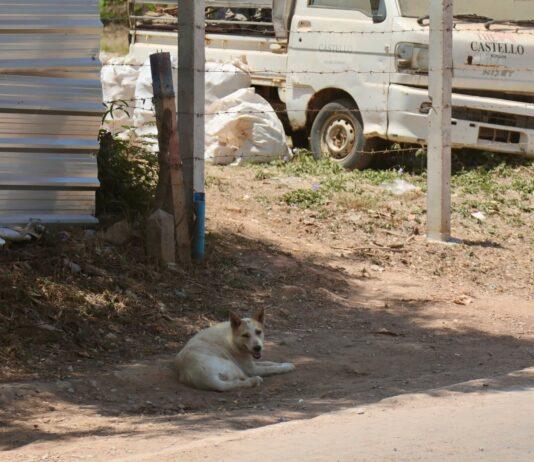 Le maire de Pattaya se rend à Koh Larn pour régler le problème des chiens errants.