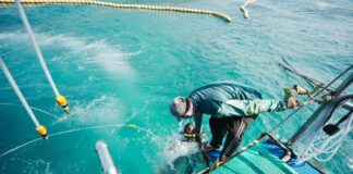 Pattaya City Hall Holds Briefing on Sea Walker Regulations Ahead of Licensing