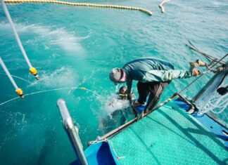 Pattaya City Hall Holds Briefing on Sea Walker Regulations Ahead of Licensing
