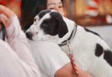 Pattaya City Launches Free Stray Animal Control and Public Health Services to Tackle Stray Pet Problem