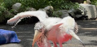 Khao Kheow Open Zoo nær Pattaya når historisk milepæl: Første vellykkede avl av kritisk sjelden «kjempeibis» i Thailand