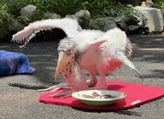 파타야 인근 카오 케오 동물원, 역사적인 이정표 달성: 태국 최초로 희귀종 '왕따오기' 번식 성공