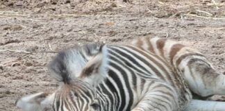 Khao Kheow Open Zoo ønsker velkommen bedårende nytt sebraføll