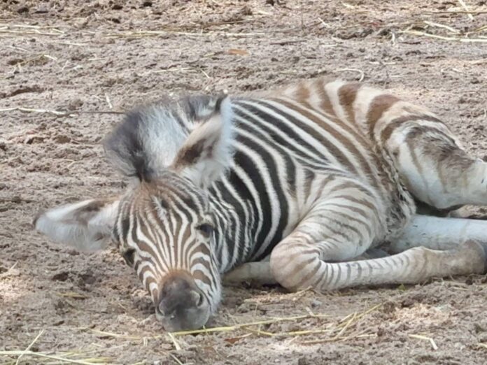 Khao Kheow Open Zoo приветствует очаровательного нового жеребенка зебры