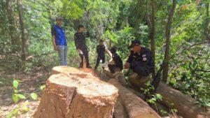 Sri Racha Officials Bust Illegal Rosewood Logging Operation; Two Suspects Arrested with Positive Drug Tests