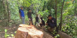 Les autorités de Sri Racha démantèlent un réseau de trafic illégal de bois de rose ; deux suspects arrêtés après avoir été testés positifs aux stupéfiants.