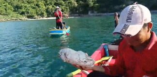 Thailändsk fiskare upptäcker 2 kg stor klump som liknar värdefull ambra flytande utanför Koh Si Chang