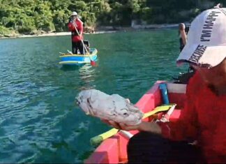 Un pescador tailandés descubre un trozo de 2 kg que se asemeja al valioso ámbar gris flotando frente a Koh Si Chang.