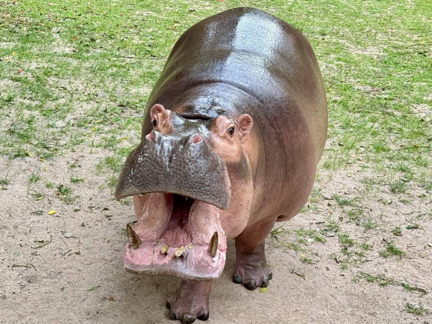 Khao Kheow Open Zoo Invites Public to Celebrate 48th Anniversary with “48 Years of Wild Thanks” Event