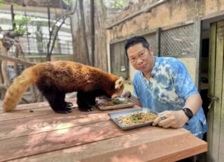 El zoológico abierto de Khao Kheow invita al público a celebrar su 48.º aniversario con el evento “48 años de agradecimientos a la naturaleza”.