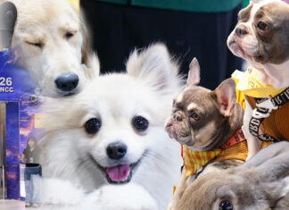 Thailand’s Booming Pet Industry Takes Center Stage at Massive Pet Expo, Showing Huge Growth of This Industry