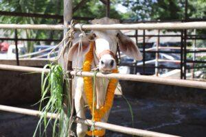 Chonburi Governor Symbolically Saves Two Cows From Slaughterhouse on 57th Birthday, Continues Royal Initiative to Help Farmers
