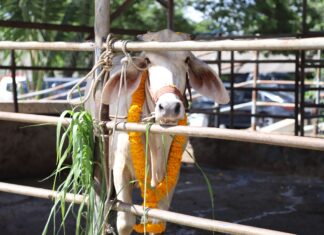 Chonburi Governor Symbolically Saves Two Cows From Slaughterhouse on 57th Birthday, Continues Royal Initiative to Help Farmers