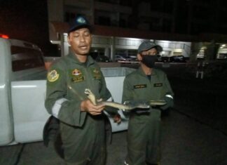 Woman Panics Over ‘Cobra’ in Pattaya Condo Parking Lot, It Turns Out to Be a Rubber Toy