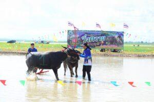 Local Tradition Revived as Tha Bun Mee Buffalo Race Promotes Culture and Tourism in Chonburi