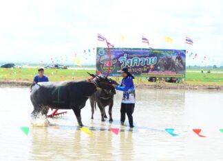 Local Tradition Revived as Tha Bun Mee Buffalo Race Promotes Culture and Tourism in Chonburi